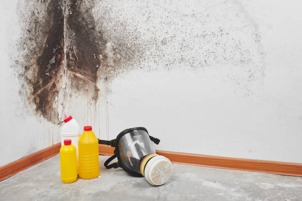Best Mold Removal and Inspection  in Enigma, GA
