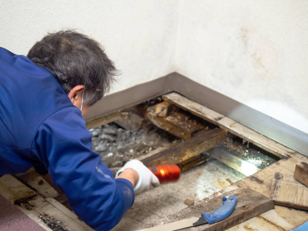 Crawl Space Mold Removal in Enigma, GA