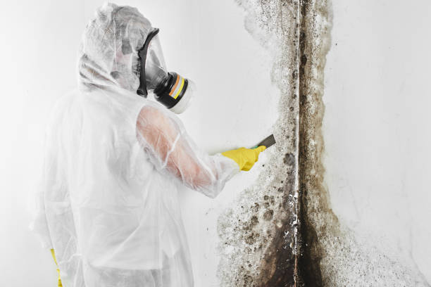 Best Mold Testing  in Enigma, GA