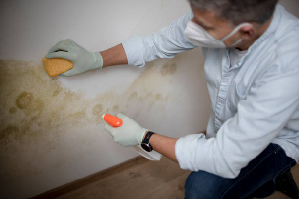 Best Local Mold Removal Service  in Enigma, GA