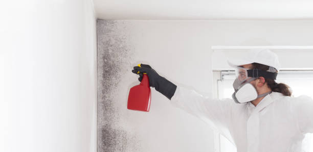 Mold Removal and Inspection in Enigma, GA