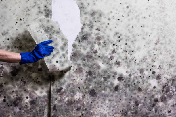 Office Mold Removal Services in Enigma, GA