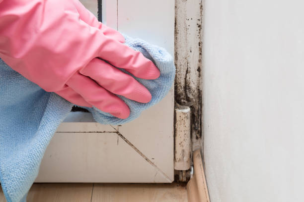 Best Emergency Mold Removal  in Enigma, GA