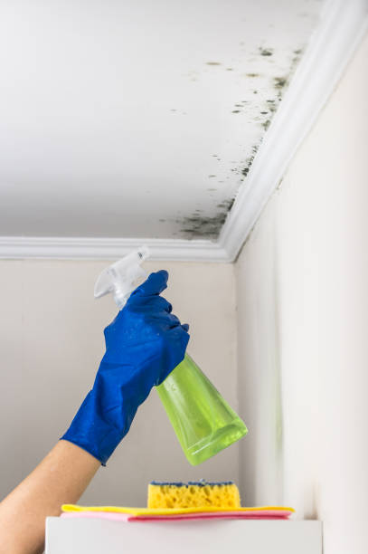 Best Commercial Mold Removal  in Enigma, GA